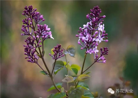 丁香花生長習(xí)性