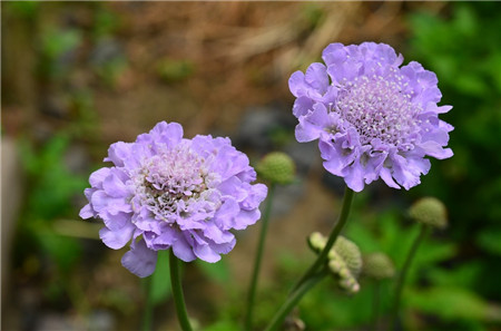 藍(lán)盆花的養(yǎng)殖方法