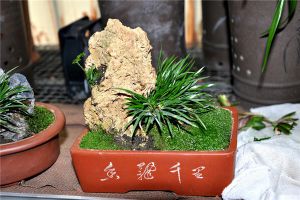 石菖蒲的養(yǎng)殖方法及注意事項