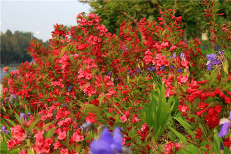 錦帶花