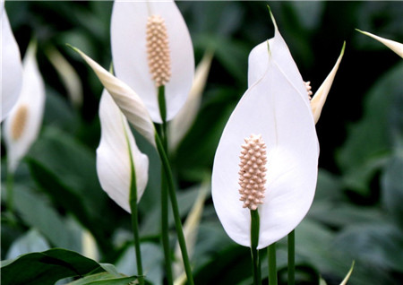 白掌開(kāi)花花圖片