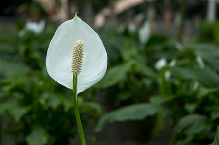 白掌開(kāi)花花圖