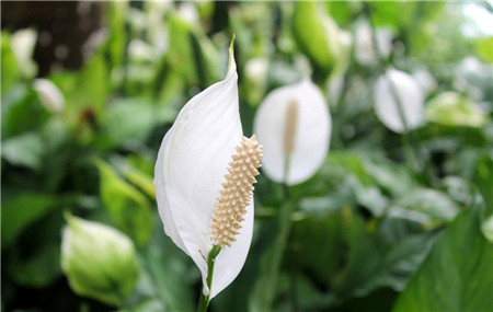 白掌開(kāi)花