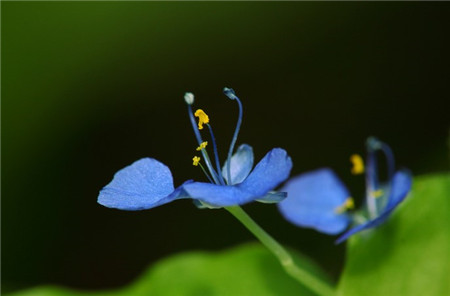 藍(lán)色紫露草圖片