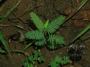 豆茶決明