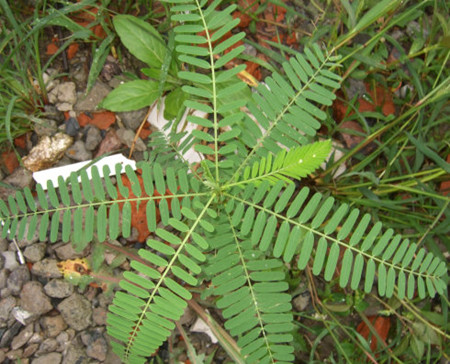 豆茶決明植株