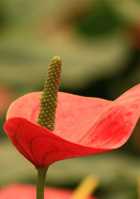 紅掌開(kāi)花