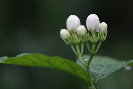 茉莉花遠(yuǎn)景