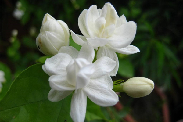 茉莉花冬季室內(nèi)能開花嗎