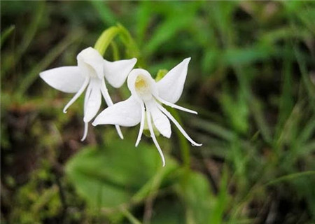 天使蘭花