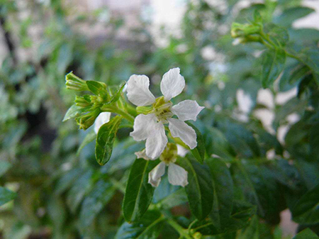 紫萼距花植株