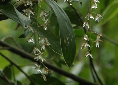 耳唇蘭植株