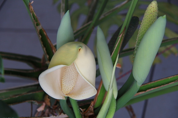 龜背竹能開(kāi)花嗎