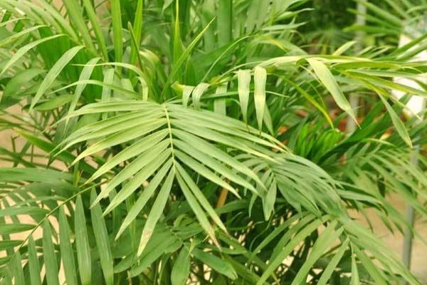 夏威夷椰子怎么澆水