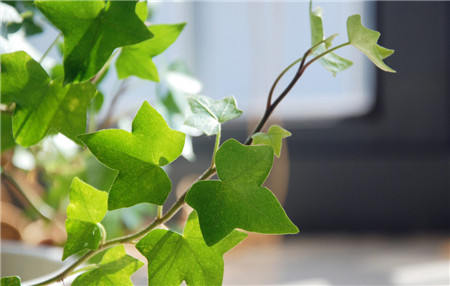 客廳適宜布置什么綠色植物