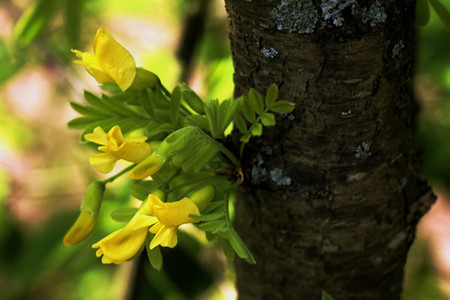 錦雞兒的開花形態(tài)