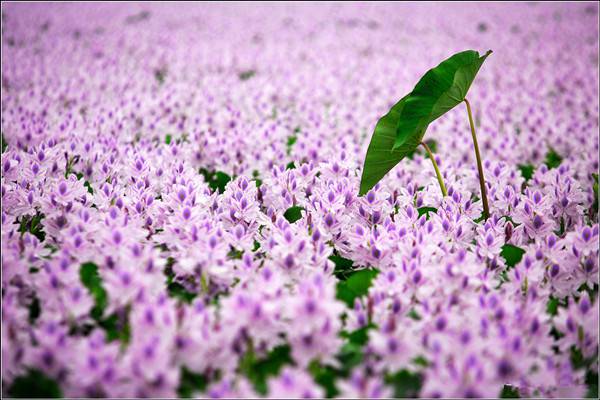 鳳眼藍的養(yǎng)殖方法和注意事項