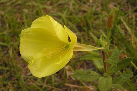 黃花月見(jiàn)草