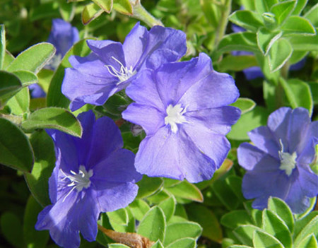 藍(lán)星花開花圖片欣賞