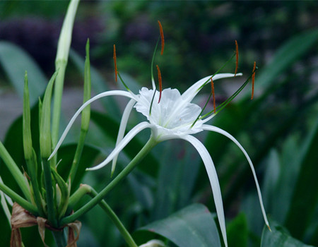 水鬼蕉開花圖片欣賞