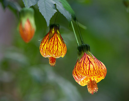 金鈴花植株