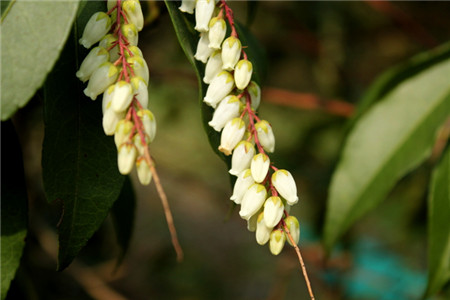 馬醉木會(huì)開花嗎