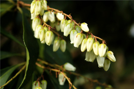 馬醉木開花圖片賞析