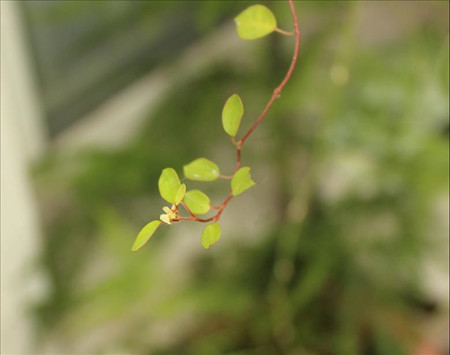 千葉吊蘭開花圖片欣賞