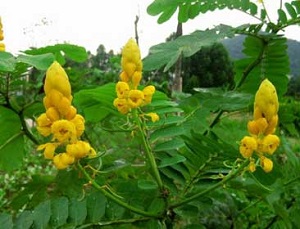 翅莢決明開(kāi)花