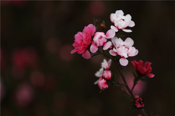 如何使松紅梅在圣誕開(kāi)花