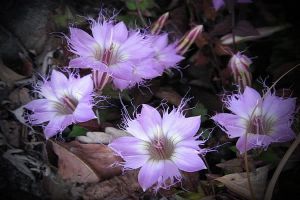 如何使紅花龍膽在元旦開(kāi)花