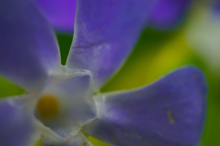 長(zhǎng)春蔓的花型花色