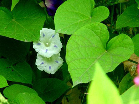 白花銀背藤葉片