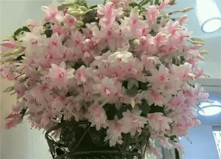 蟹爪蘭開(kāi)花