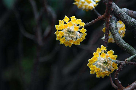 結(jié)香植株