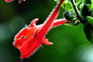 鯨魚花什么時(shí)候開花