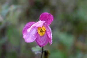 打碗花、打破碗花、打破碗碗花都是些什么植物