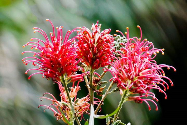 紅花銀樺冬天能開嗎