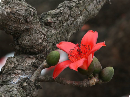 木棉開(kāi)花