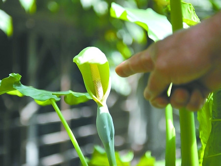 滴水觀音開花圖片