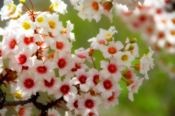 文冠果冬天能開(kāi)花嗎？