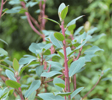 山育杜鵑的植株