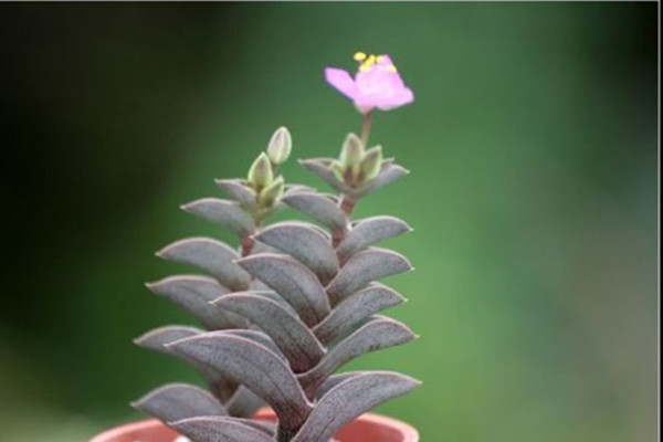 重扇會開花嗎