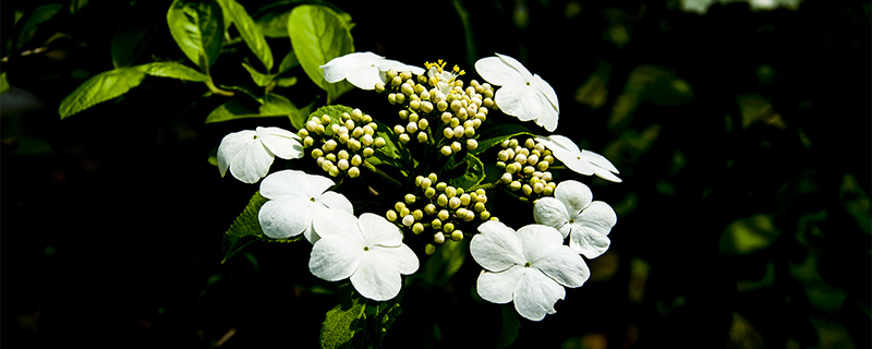 瓊花怎么澆水