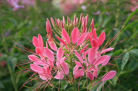 醉蝶花開花