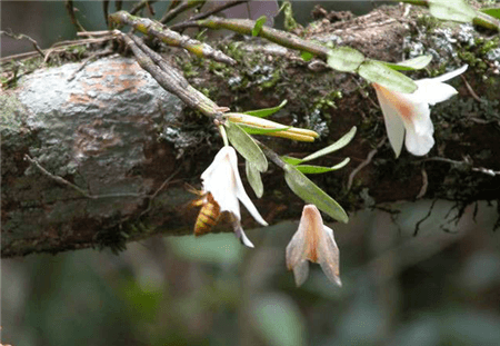 華石斛植株