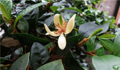 含笑花什么時候開花