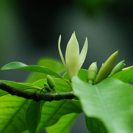 黃桷蘭植株