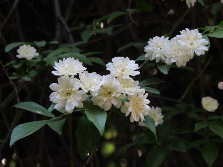 木香花植株