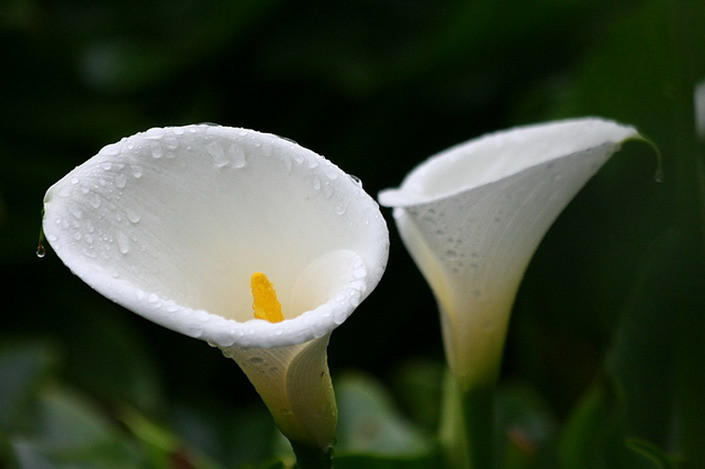 海芋花的花語